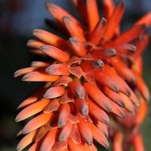 Meet your Posher, Mauga